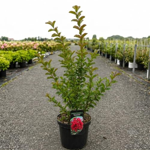 Lagerstroemia indica Dynamite Rossa a Cespuglio in Vaso ø26 cm, Altezza 50/60 cm, Lillà delle Indie Vivaio di Castelletto