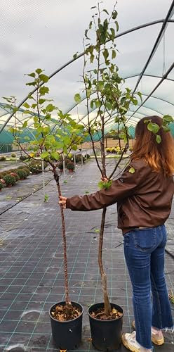 POWERS TO FLOWERS - PIANTA DI ALBICOCCA, ALBICOCCO DI SCILLATO, 2 PIANTE, VASO 20CM DIAMETRO, ALTEZZA 160CM, pianta vera