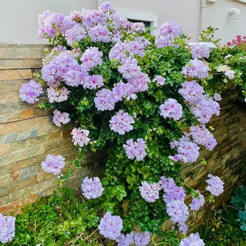 geranien mehrjährig winterharte stauden blumenwiese pflanzensamen dachbegrünung winterharte für balkon blumensamen balkonblumen bonsai topfpflanzen 50samen