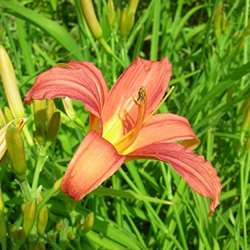 Blumixx Stauden Hemerocallis Hybride 'Pink Damask' – Taglilie, rosablühend, winterharte Staude, langlebig, für Beet
