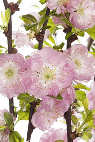 Prunus triloba 80 cm – Winterhart, Mehrjährig, Pflegeleicht – Mandelbäumchen – Zierstrauch für Garten & Kübel