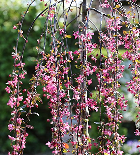 Hochstamm Zierapfel Royal Beauty 100-125cm - Malus Hybride - lebende Gartenpflanze aus den Baumschulen