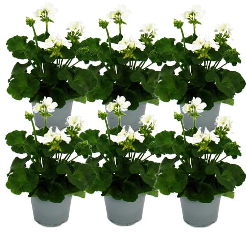 Lot de 6 géraniums debout - Pelargonium zonale - Pot de 12 cm - Blanc
