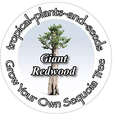 Grow Your Own Albero più Grande del Mondo Kit - Redwood Gigante - Sequoia Bonsai