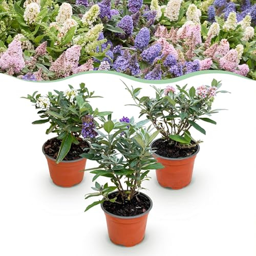Buddleja Butterfly Candy Little Tricolour - Juego de 3 mariposas compactas de color rosa, blanco y azul, 12 cm de altura, 20 – 25 cm, perfumadas ricas en néctar, aptas para insectos