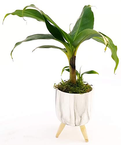 POWERS TO FLOWERS - BANANO, MINI PIANTA DEL BANANO IN VASO CERAMICA RIALZATO, pianta vera