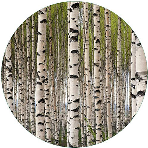 Wallario Glasbild rund Birkenwald - Baumstämme in schwarz weiß - Rund, 50 cm Durchmesser Wandbild Glas in Premium-Qualität: Brillante Farben, freischwebende Optik
