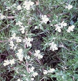 Rosemary Rosemarium officinalis 500 Seeds