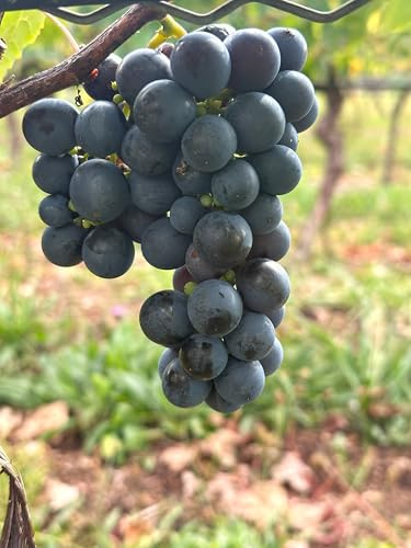 Tafeltraubenrebe 'Boskoop Glory' – Süßes Erdbeeraroma, frühreifend & robust | Für Spalier & Pergola | Frosthart & wuchsfreudig | 3-jährige getopfte Weinrebe
