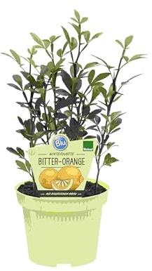 PIANTA DI AGRUMI PONCIRUS TRIFOLIATA BIO SU VASO CM 12 MODIPITRE