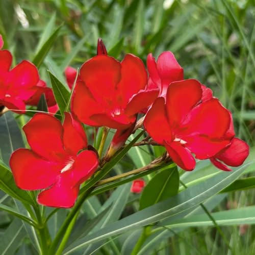 semillas de adelfa - de semillas resistentes exótico rara biología resistentes jardines rocas Decoraciones jardín 20pcs