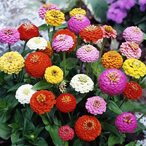 ZINNIA LILLIPUT MISCUGLIO NR.100 SEMI