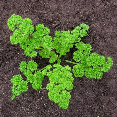 semi di prezzemolo, aiuola rialzata biologici, giardino resistenti 500pcs