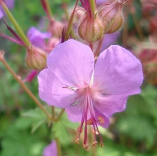 6 x Storchschnabel 'Karmina' - Geranium Cantabrigiense 'Karmina' Topf 9x9cm: Lebhaft rosa Blüten, niedriger Wuchs, ideal für Bodendecker, pflegeleicht und winterhart.