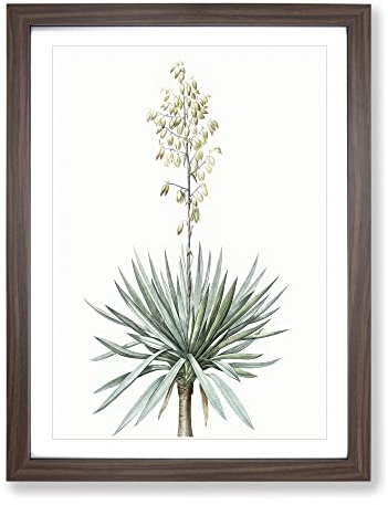Adams Needle Yucca Flowers By Pierre Joseph Redoute Vintage Framed Print | A3 Walnut Framed Wall Art | Ready to Hang | Classic Floral Picture | Living Room Bedroom Lounge Office