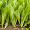 Semillas de mostaza verde (50 unidades)