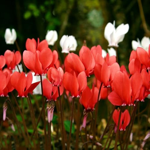ciclamino giardino di semi di interni esotici foglie semi selvatico esotici trepadora primavera estate balcone 150pcs