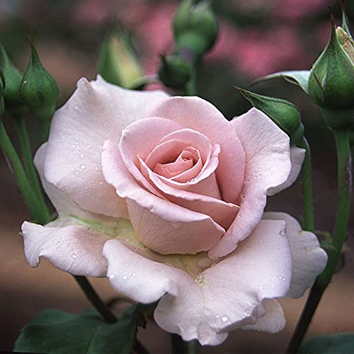 Heirloom Roses Rose Plant - Stainless Steel™ Purple Rose Bush, Hybrid Tea Live Plant for Planting Outdoors