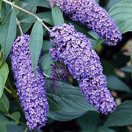GardenersDream Buddleia Davidii 'Nanho Blue' Butterfly Bush - Outdoor Garden Ready Plant in Pot - Outdoor Flowering Shrub for Gardens and Patios - Deciduous Hardy Shrub (15-30 cm incl. 9 cm Pot)