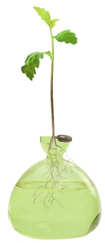 Hogvinnatil Vase en Verre Transparent pour Avocat - Planteur Facile - Vase à Fleurs