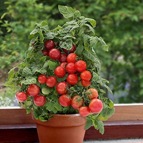 Pomodoro nano da cocktail/bonsai per balcone/davanzale Minibel 25x semi (100% naturale senza sostanze chimiche) portamassa dal gusto dolcemente fruttato