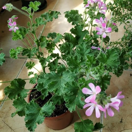 Semi di geranio limone, semi di geranio profumato, verdi Pelargonium graveolens - semi da giardino semi di aromatiche da balcone 30pcs
