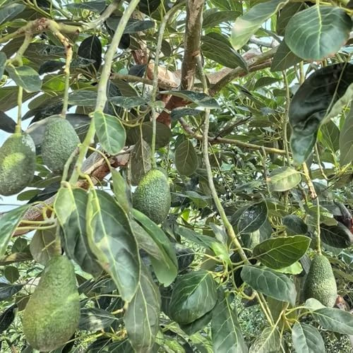 semillas de aguacate bancales elevados orgánicos el jardín Variedades antiguas de interior, trepadoras balcón con 12pcs