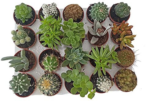 Cactus y Planta suculenta y planta crasa (15 unidades) (maceta 5,5 cm ø)