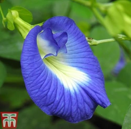 Butterfly Pea House Plant Seeds Clitoria ternatea Blue Pea Blue Blooms Climber Tender Perennial Easy to Grow Your Own Houseplants 1x Pack Seed (Approx. 8 Seeds) by Thompson and Morgan