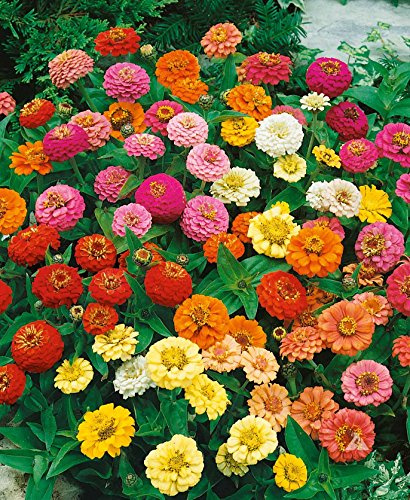 ZINNIA NANA THUMBELINA NR.30 SEMI