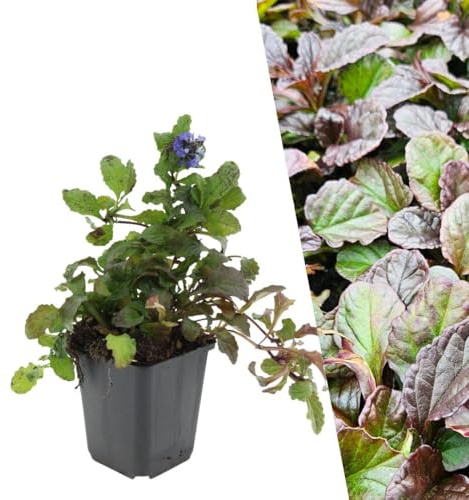 Plants by Frank Ajuga Reptans, 24x Günsel Pflanzen, Ø 9 cm | Kriechender Günsel Pflanzen, Bodendecker Winterhart Mehrjährig, Stauden, Gartenpflanze, Topf 9 cm, Höhe: 15 cm