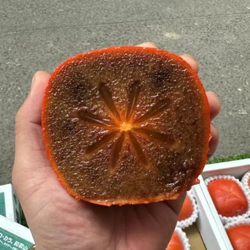 semi di cachi neri - diospyros digyna - cachi resistente fresca, rustiche per balcone budino al cioccolato con sapote nero fresca, decorazione soggiorno 40pcs