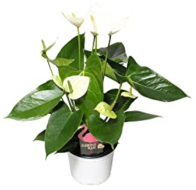 Anturio Flor Blanca Planta de Interior Natural Flor Natural