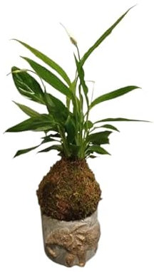 DECOALIVE Kokedama de Espatifilo (Spathiphyllum) | Lirio de la Paz Natural | Purifica el Aire y Decora tu Hogar