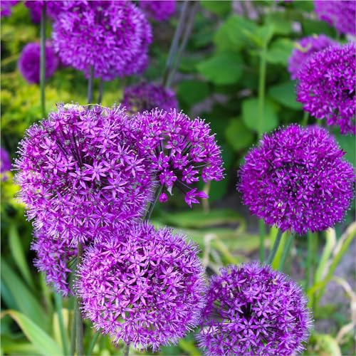 mgc24 Allium Purple Sensation Zierlauch - 50 Blumenzwiebeln | Riesenlauch, zur Bepflanzung oder Verwilderung von Blumenbeet, Blumenkübel, Blumentopf, Vorgarten, Balkonkasten
