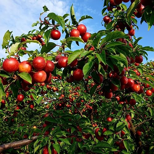 semillas de ciruelo - decorativas resistente interior purificadoras aire 50pcs