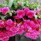 Pinkdose® Pinkdose Blumensamen: Hängende Begonie Hausgarten (8 Packete) Gartenpflanzensamen von