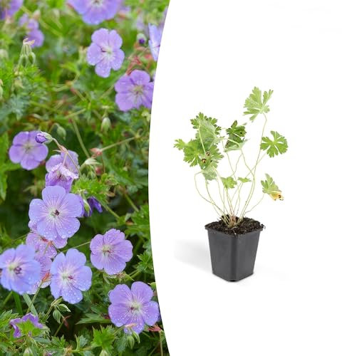 Trendyplants - Geranium Rozanne - 20 pièces - Bec de cigogne - Hauteur 20-30cm - Taille du pot Ø9cm