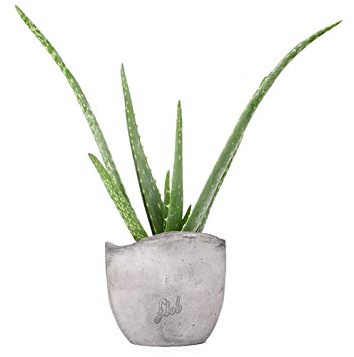 Aloe vera pianta, pianta vera | con Vaso artigianale FLOB Ø 12| Altezza 30 cm | piante da interno | Pianta aloe vera Flob Cemento Onda