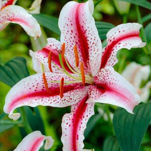 Bulbi Fiori Perenni da Esterno - 10 Bulbi di Giglio Dizzy - Piante e Fiori Esclusivi dall'Olanda - per giardino, vasi e balcone (non semi, non artificiali)