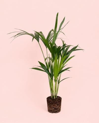 PUR PLANT Kentia (Howea Forsteriana) | Palmera Natural Elegante | Planta Apta Para Interior y Exterior en Climas Suaves | maceta de Ø17 cm