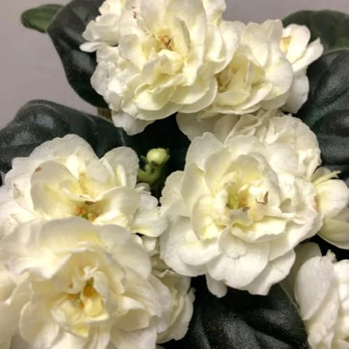 usambaraveilchen wildbalkonblumen, schnittblumen usambaraveilchen topfpflanzen draußen winterhart, frühlingsblume gartenblumen zimmerpflanzen 550samen
