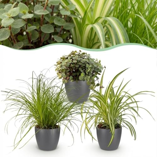 Cyperus - Calissia - Chlorophytum - Mélange de 3 - Plantes pour animaux de compagnie - Vert - 3 Plantes - avec Potter Grey - 20cm - Øter Grijs - Pot 12cm - Plante d'intérieur - - Plante avec pot