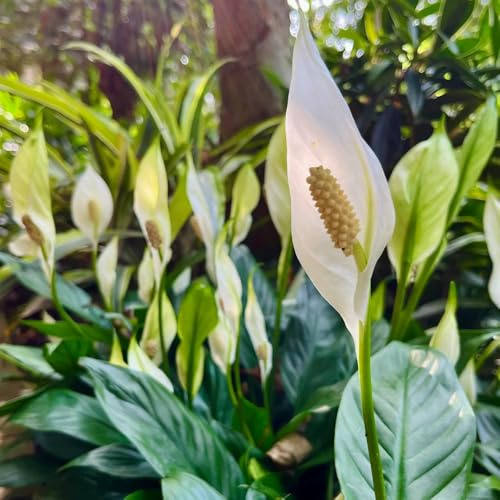 Semi di giglio pace, sempreverdi resistenti regali per gli amanti del giardino da balcone semi di da giardino prodotti sostenibili decorazione 50pcs