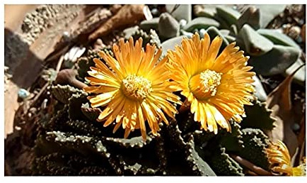Stk - 10x Aloinopsis malherbei Zwergsukkulenten Garten Pflanzen - Samen B648 - Seeds & Plants Shop by Ipsa