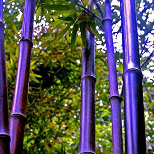 Semi di bambù Raro Gigante Nero Moso Bambù Semi di bambù Confezione professionale Semi di albero Bambusa Lako per giardino domestico Chiaro Confezione da 100 semi
