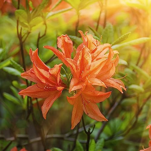semi azalea rododendro - di decorazioni giardino azalea, resistenti foglie esotiche 25pcs