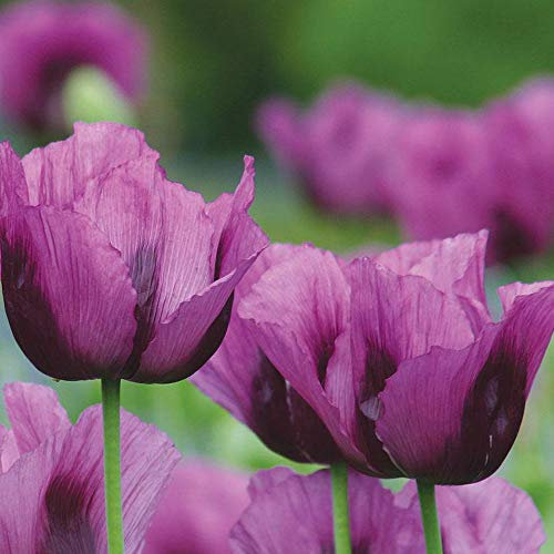 Poppy ‘Hungarian Blue’ (Papaver Somniferum) 1 Packet (500 Seeds) by Thompson and Morgan