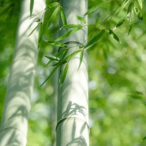 Semillas de bambú resistentes de rápido crecimiento, para jardín balcón semillas exterior jardín rocas privacidad 50pcs