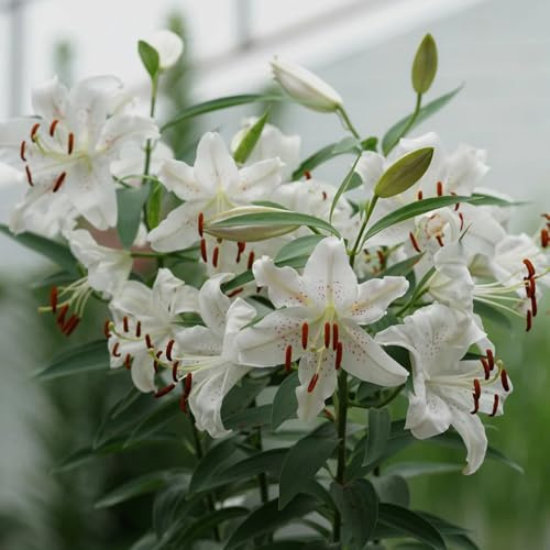 LilienZwiebeln, gartenpflanzen steingartenpflanzen winterhart gartendeko für draußen balkongewächshäuser topfpflanzen draußen winterhart 3pcs